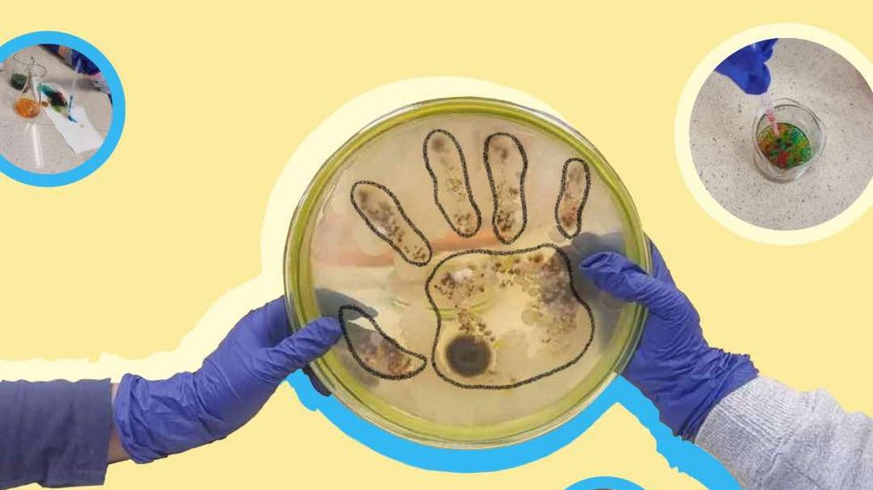 Zdjęcie zatytułowane "Warsztaty z przedszkolem". Przedstawia płytkę agarową z hodowlą mikroorganizmów w kształcie ludzkiej dłoni. Płytkę trzymają dwie ręce. W widać cztery zdjęcia, które przedstawiają różne fazy eksperymentu.